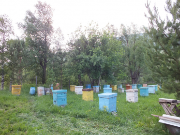 Пасека с пчёлами