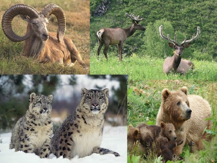 Популярные представители животного мира Алтая