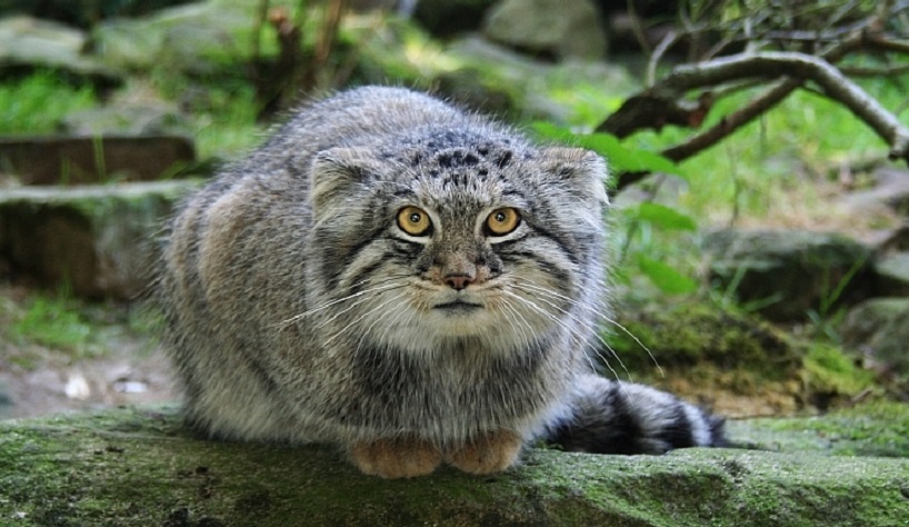 Манул (Палассов кот) - фото, описание, места обитания