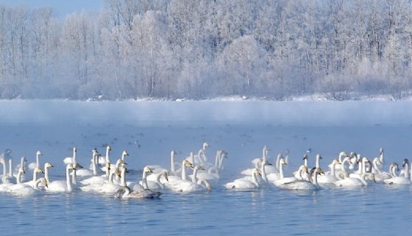 Лебеди на озере Светлое, Алтайский край