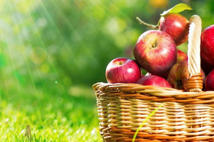 Празднования яблочного спаса в 2019 году на Алтае