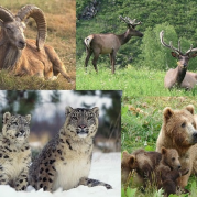 Популярные представители животного мира Алтая