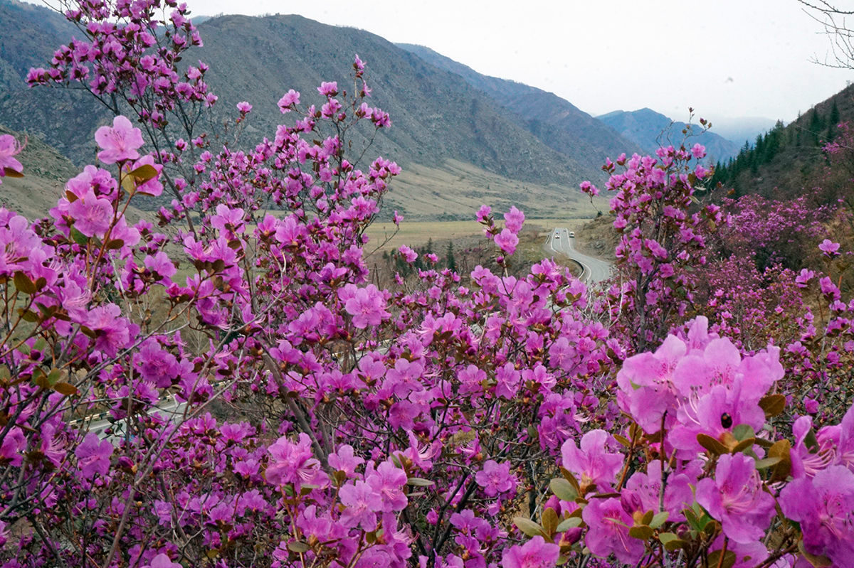 Алтай май фото